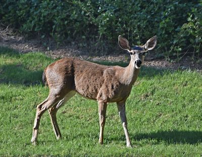 Rancho San Antonio