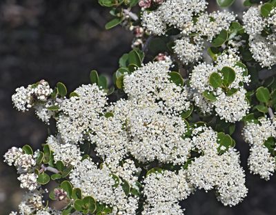 Rosaceae: Roses, Chamise, Toyon, Cotoneaster, Oceanspray