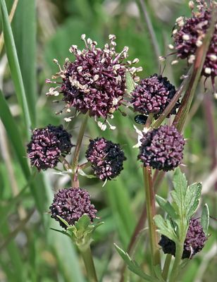 Purple Sanicle, Sanicula bipinnatifida