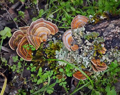 Turkeytail Fungus & lichen