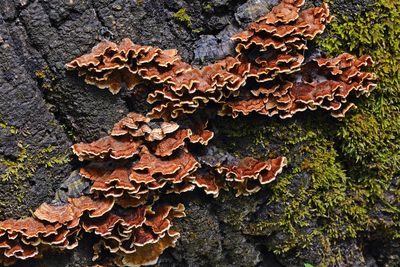 Fungi