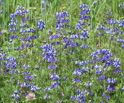 Lupine sp