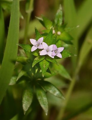 Rubiaceae: Bedstraw, Madder
