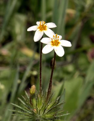 Polemoniaceae: Gilia, Leptosiphon, Navarettia