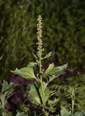 Chenopodiaceae: Goosefoots, Salsola, Saltbush