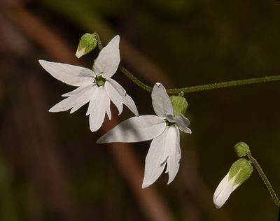 Hill Star, Lithophragma heterophyllum