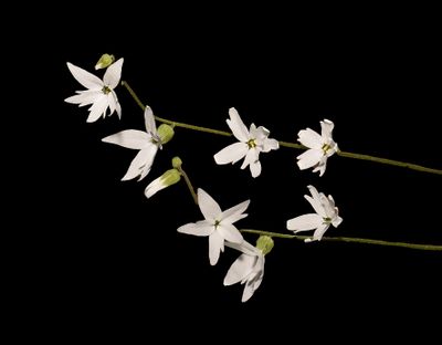 Saxifragaceae: Saxifrages, Woodland Star, Hill Star, Heuchera
