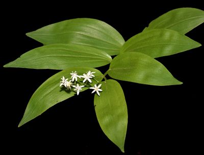 Liliaceae: Allium, Calochortus, Fritillaria, Trillium, Solomon's Seal, Scoliopus