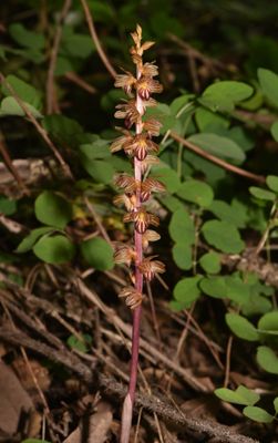 Orchidaceae: Orchids, Coralroots