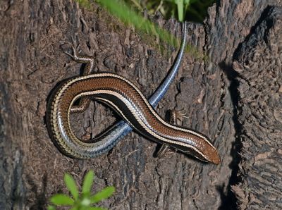 Western Skink, Plestiodon skiltonianus