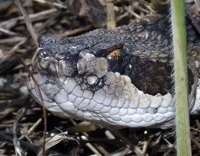 Herps