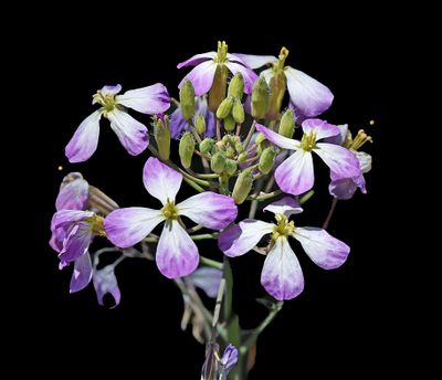 Brassicaceae: Mustard, Cress, Jewel Flowers