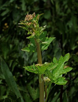 Pacific Sanicle, Sanicula crassicaulis