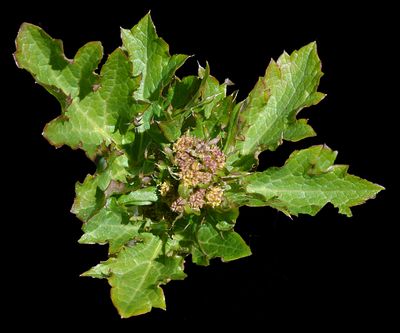 Apiaceae: Lomatium, Torilis, Sanicle, Yampah, Daucus