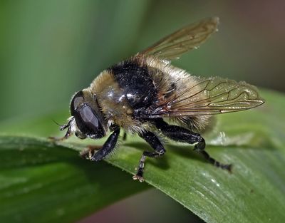 Narcissus Bulb Fly, Merodon equestris