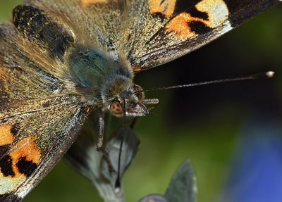 Nymphalidae: Monarchs, Ladies, Tortoiseshells