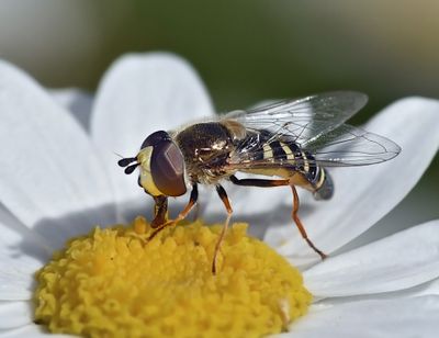 Syrphid Fly, Eupeodes volucris, male