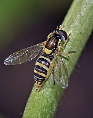 Syrphid Fly, cf Sphaerophoria sulphuripes, female