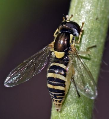 Syrphid Fly, cf Sphaerophoria sulphuripes, female