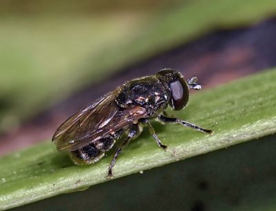Syrphid Fly, Eumeris sp