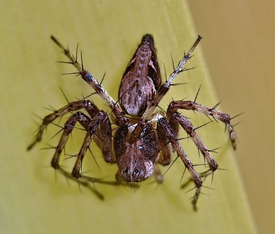 Western Lynx Spider, Oxyopes scalaris, female