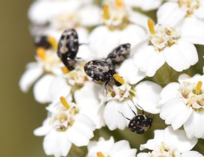 Fungus-eating Lady Beetle, cf Psyllobora