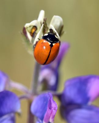 Seven-spotted Lady Beetle