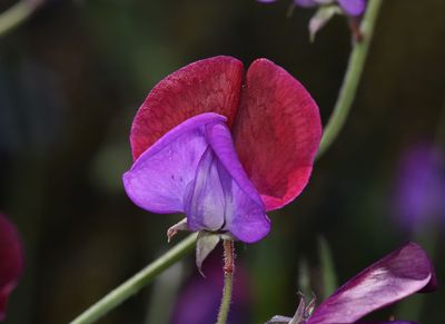 Vetch sp