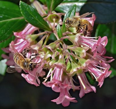 Misc Exotics: Ice Plant, Acanthus, Buddleja, Plumbago, Statice