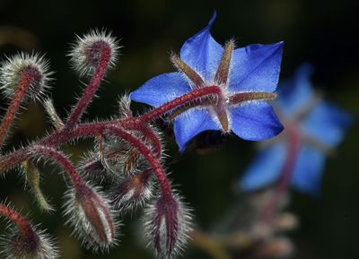 Boraginaceae: Fiddlenecks, Heliotrope, Hound's-tongue, Nemophila, Popcorn Flower, Phacelia