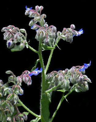 Boraginaceae: Fiddlenecks, Heliotrope, Hound's-tongue, Nemophila, Popcorn Flower, Phacelia
