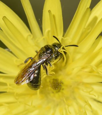 wasp sp, black