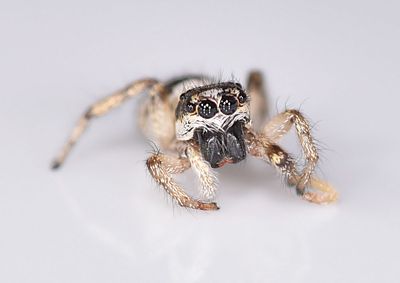 Jumping Spider sp