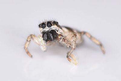 Jumping Spider sp