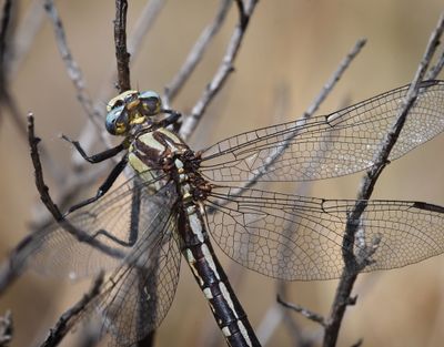Clubtails and Grappletails