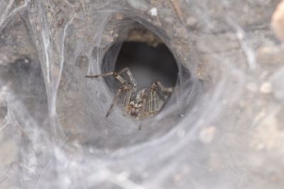 Western Funnel-web Spider, Agelenopsis aperta