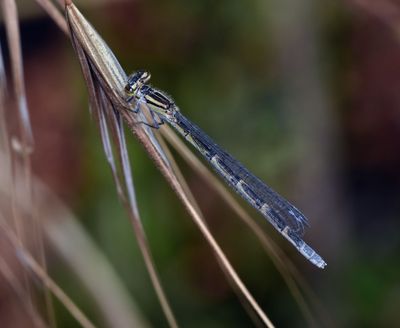 Forktails