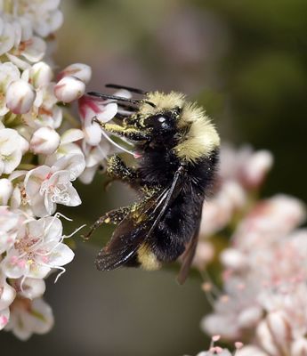 Yellow-faced Bumblebee, no pollen