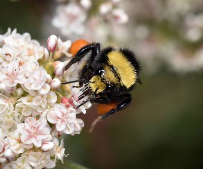 Yellow-faced Bumblebee, orange pollen