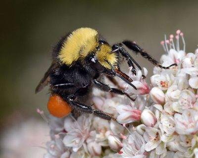 Yellow-faced Bumblebee, orange pollen