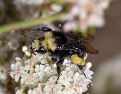 Apidae: Bumblees
