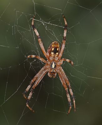 Western Spotted Orbweaver, Neoscona oaxacensis