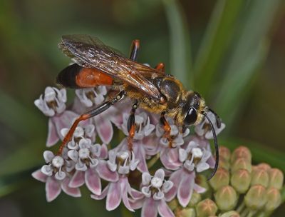 Golden Digger Wasp, Sphex ichneumoneus