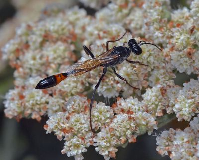 Grass-carrying Wasp sp
