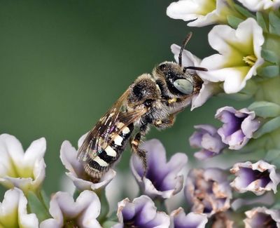 Mining Bee, Salt Heliotrope
