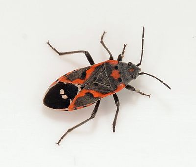 Small Milkweed Bug, Lygaeus kalmii