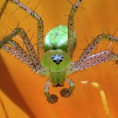Arachnids