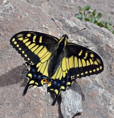 Papilionidae: Swallowtails