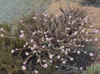 Beach buckwheat, Eriogonum sp 2640.JPG