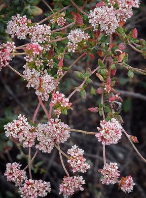 Polygonaceae: Buckwheat, Dock, Smartweed